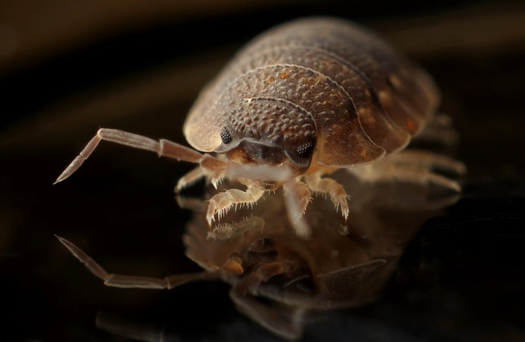 bedbugs